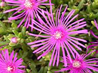 Delosperma Cooperi (fam Aizoacees) (Afrique du sud) (02) (Photo F. Mrugala)